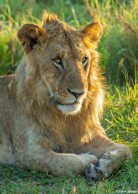 African-Young Male Lion