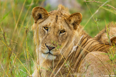 African-Young Male Lion Posing