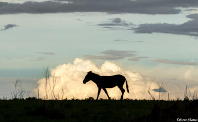 African-Zebra on Ridge