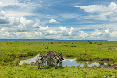 African-Zebras by Waterhole