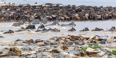 African-Zebras Crossing River