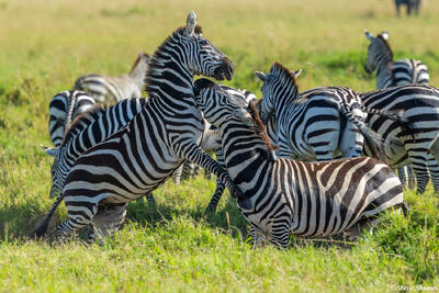 African-Zebras Fighting