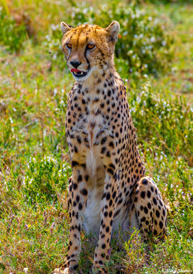 African-Male Cheetah