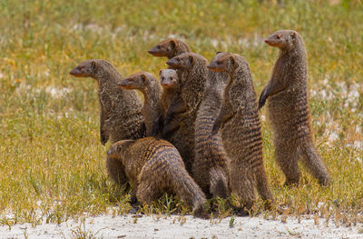 African Mongoose