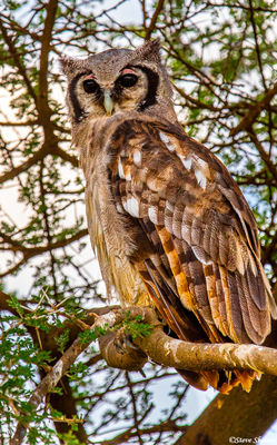 African Owl