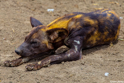 African Wild Dog Sleeping