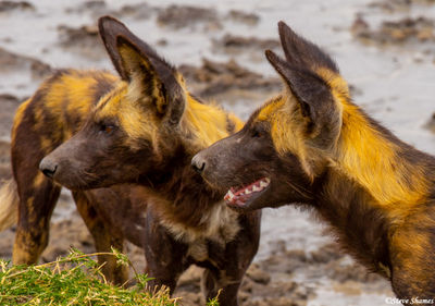 African Wild Dogs