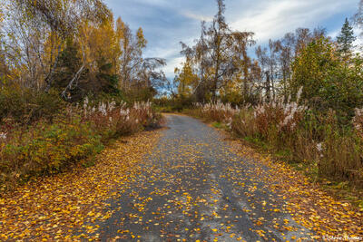 Alaska Fall Leaves