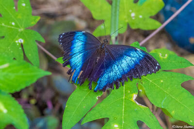 Amazon Banded Morpho Butterfly
