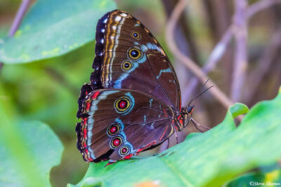 Amazon Forest Butterfly