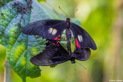 Amazon Mating Butterflies