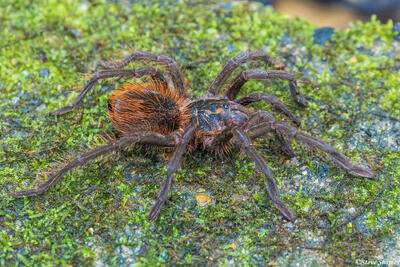 Amazon Tarantula