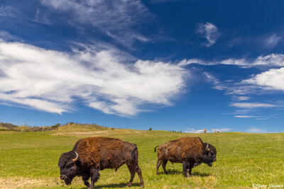American Bison
