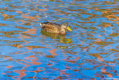 American River Duck