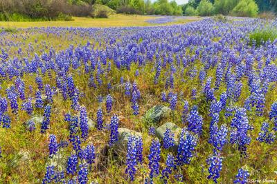 American River Parkway Lupines