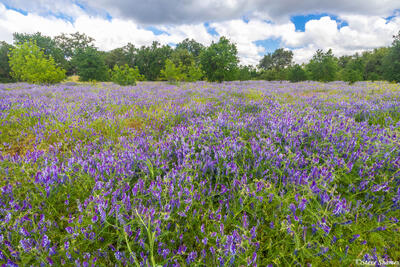 American River Parkway Wild Radish
