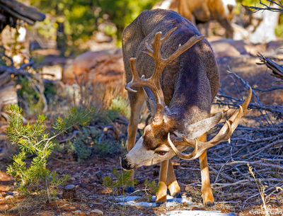 Arizona Buck Deer