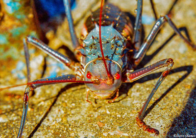 Armored Ground Cricket