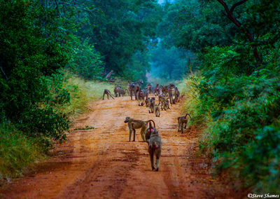 Baboon Boulevard