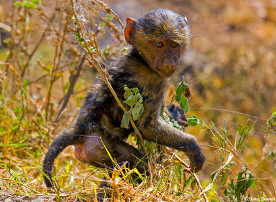 Baby Baboon at Nakuru