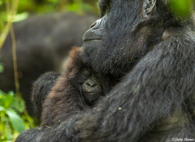 Baby Gorilla Sleeping