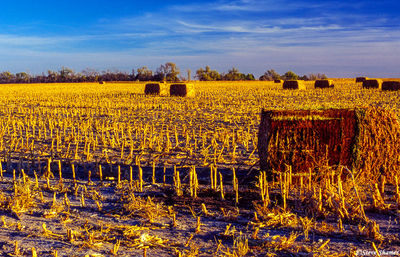 Bales of Hay