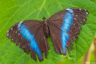 Banded Morpho Butterfly