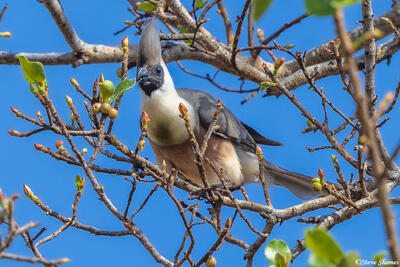 Bare Faced Go Away Bird