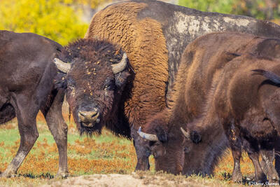 Big Crusty Bison