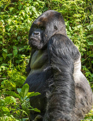 Big Silverback Gorilla