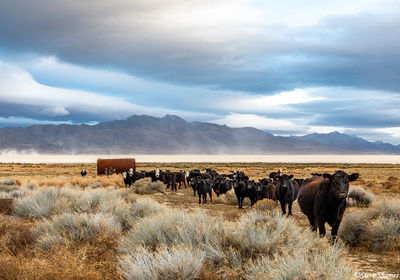 Black Rock Desert Cows