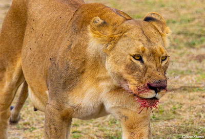 Bloody Face Lioness
