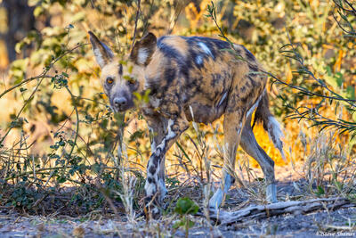 Botswana-African Wild Dog