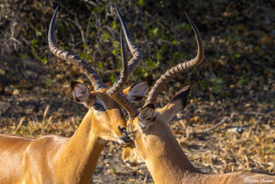 Botswana-Bachelor Impalas
