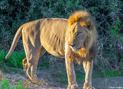 Botswana-Big Lion