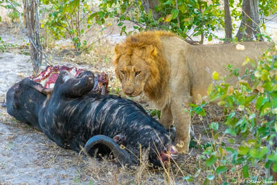 Botswana-Cape Buffalo Kill