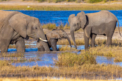 Botswana-Chobe Elephants