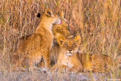 Botswana-Chobe Lion Family