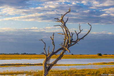 Botswana-Chobe River Fish Eagle