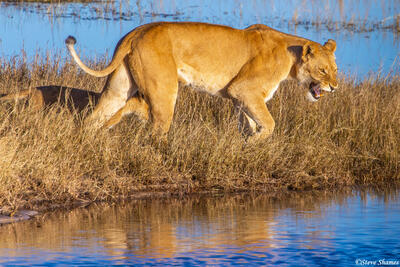 Botswana-Chobe River Lioness