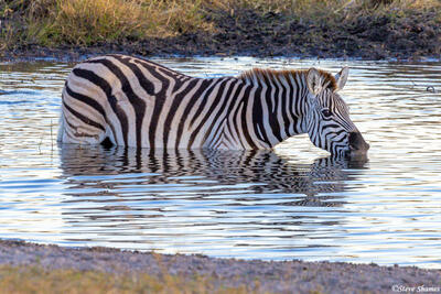 Botswana-Drinking Zebra
