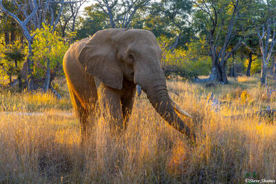 Botswana-Elephant in the Grass