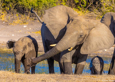 Botswana-Elephant Slinging Mud