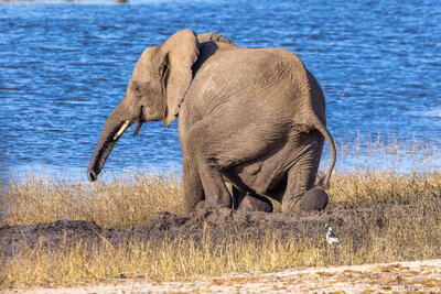 Botswana-Elephant Standing Up