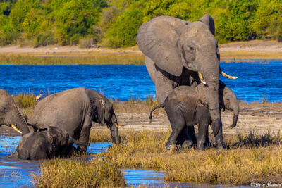 Botswana-Elephants at Chobe River