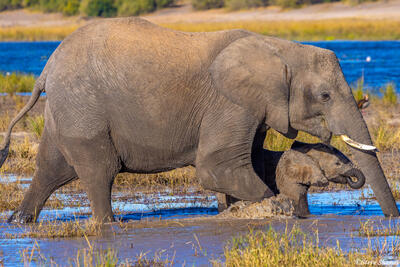 Botswana-Elephants in Water