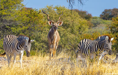 Botswana-Kudu and Zebras
