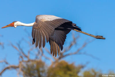Botswana-Large Flying Bird