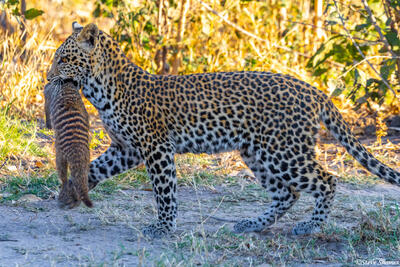 Botswana-Leopard Carrying Kill