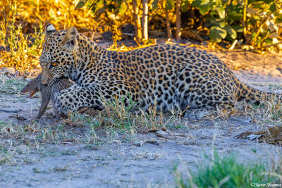 Botswana-Leopard Killing Mongoose